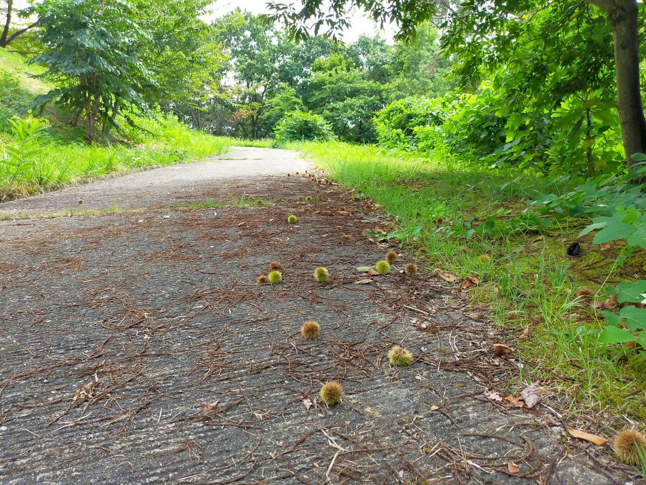 古津八幡山遺跡