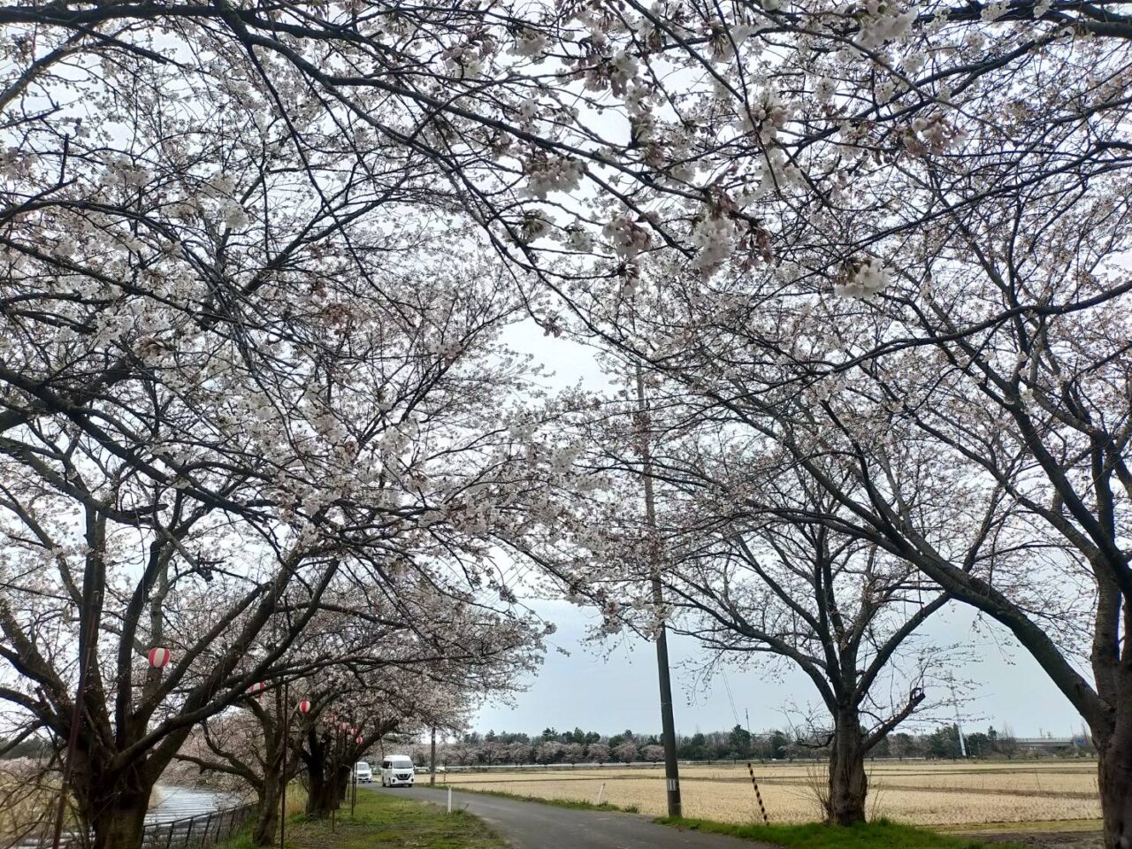 すごぼり桜まつり