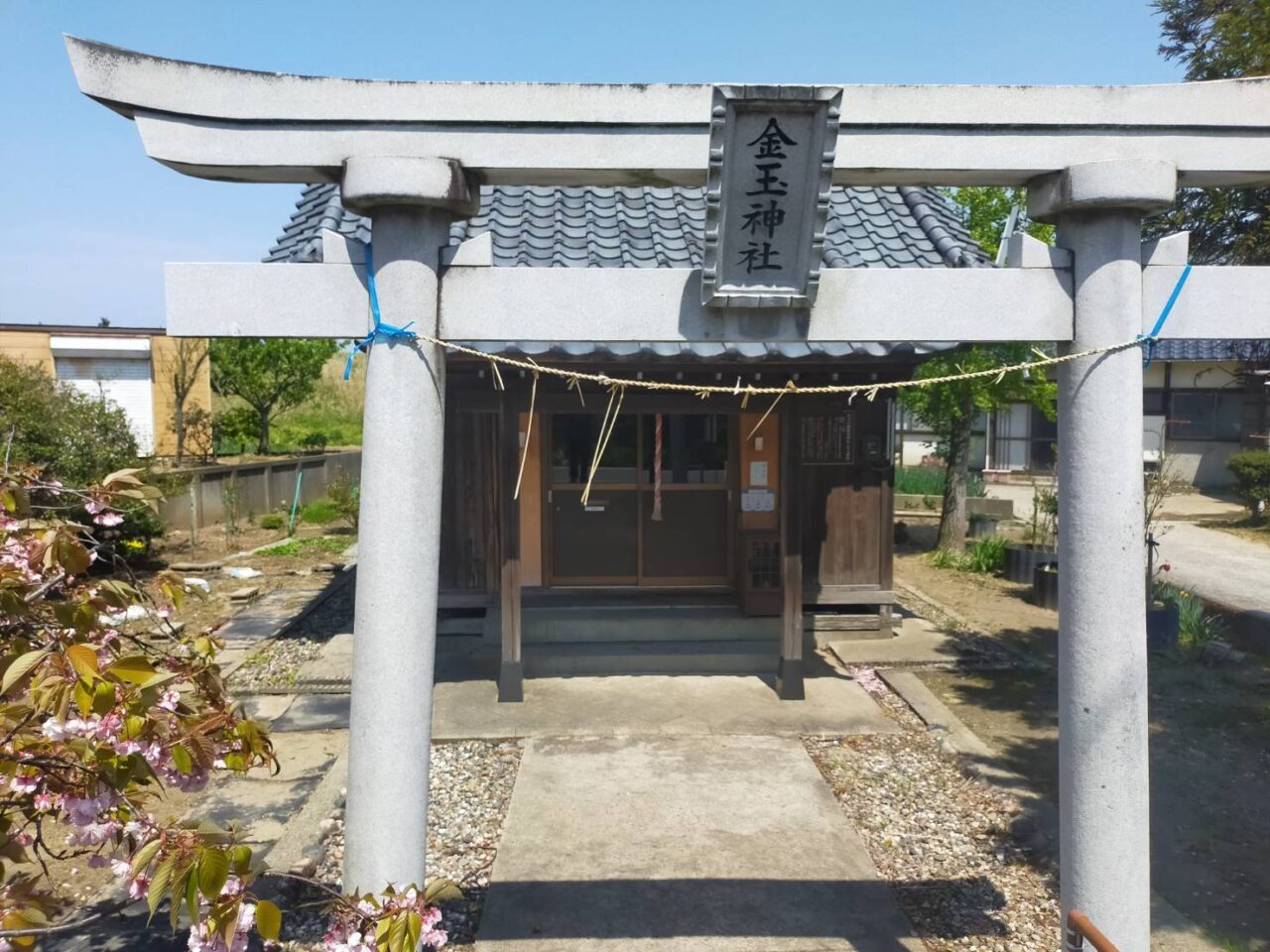 金玉5月