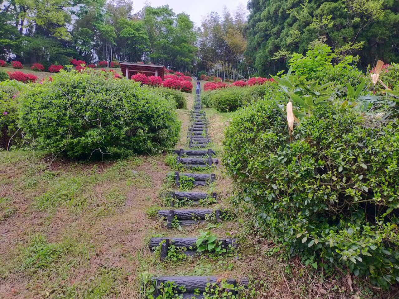 さつき山