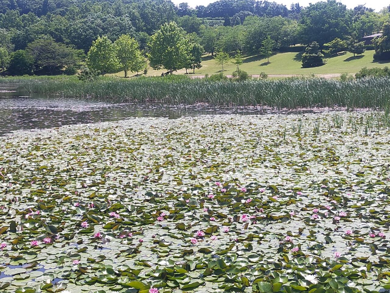 花フェスタ