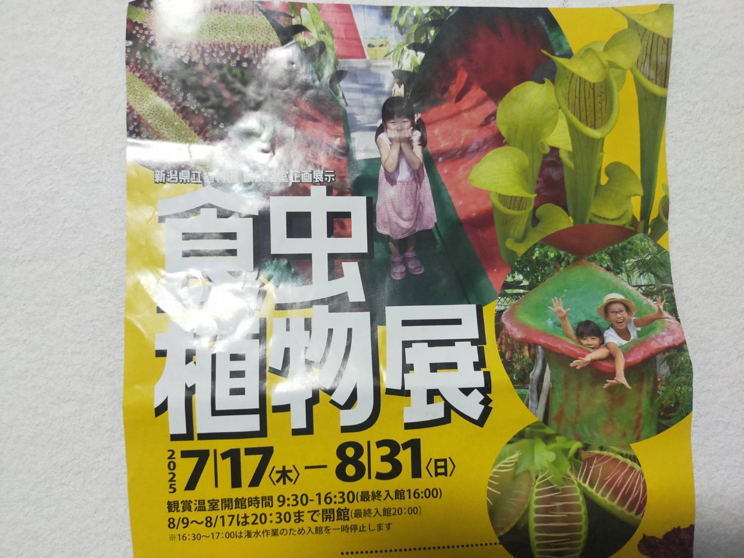 食虫植物