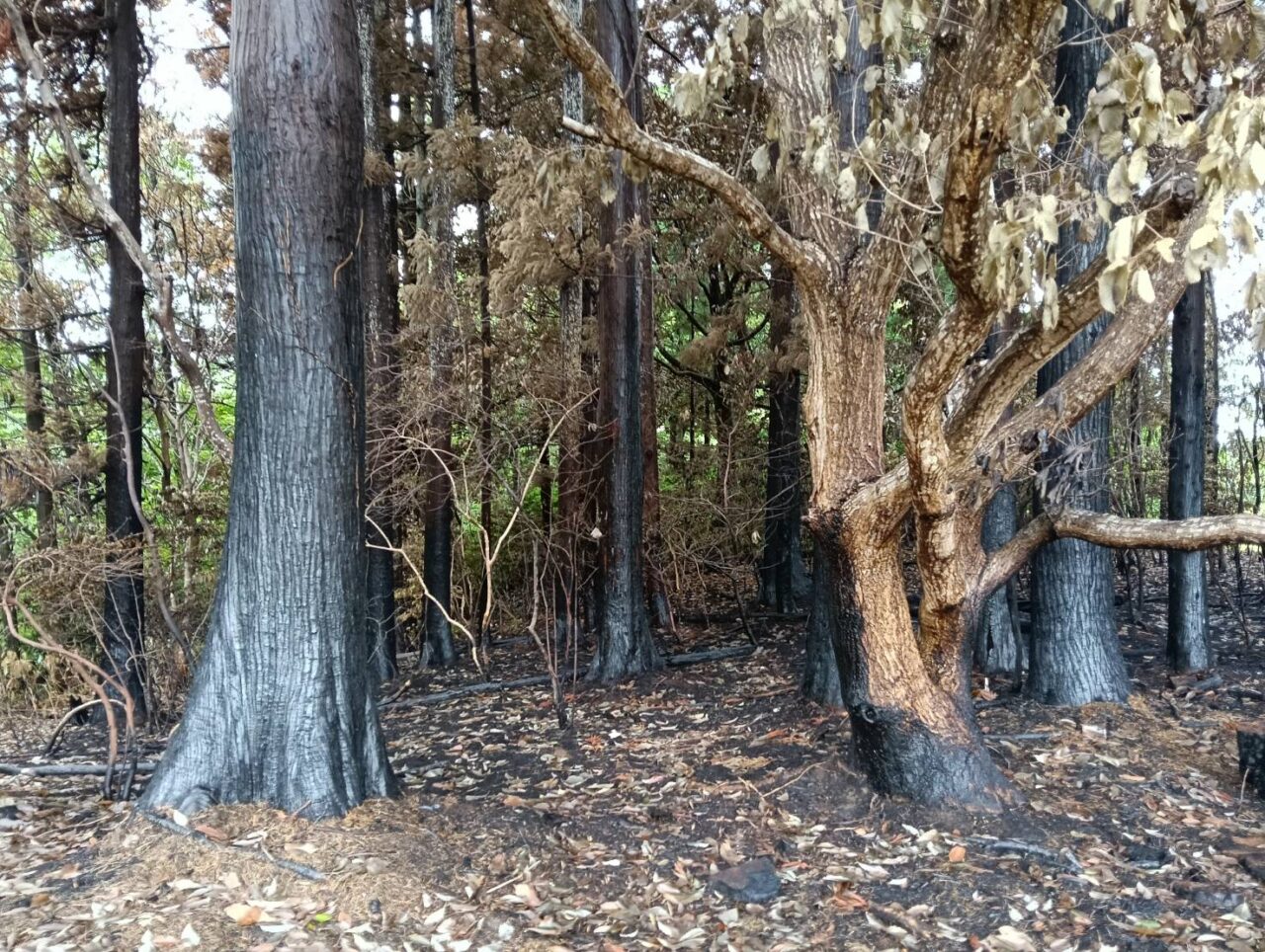 八幡遺跡
