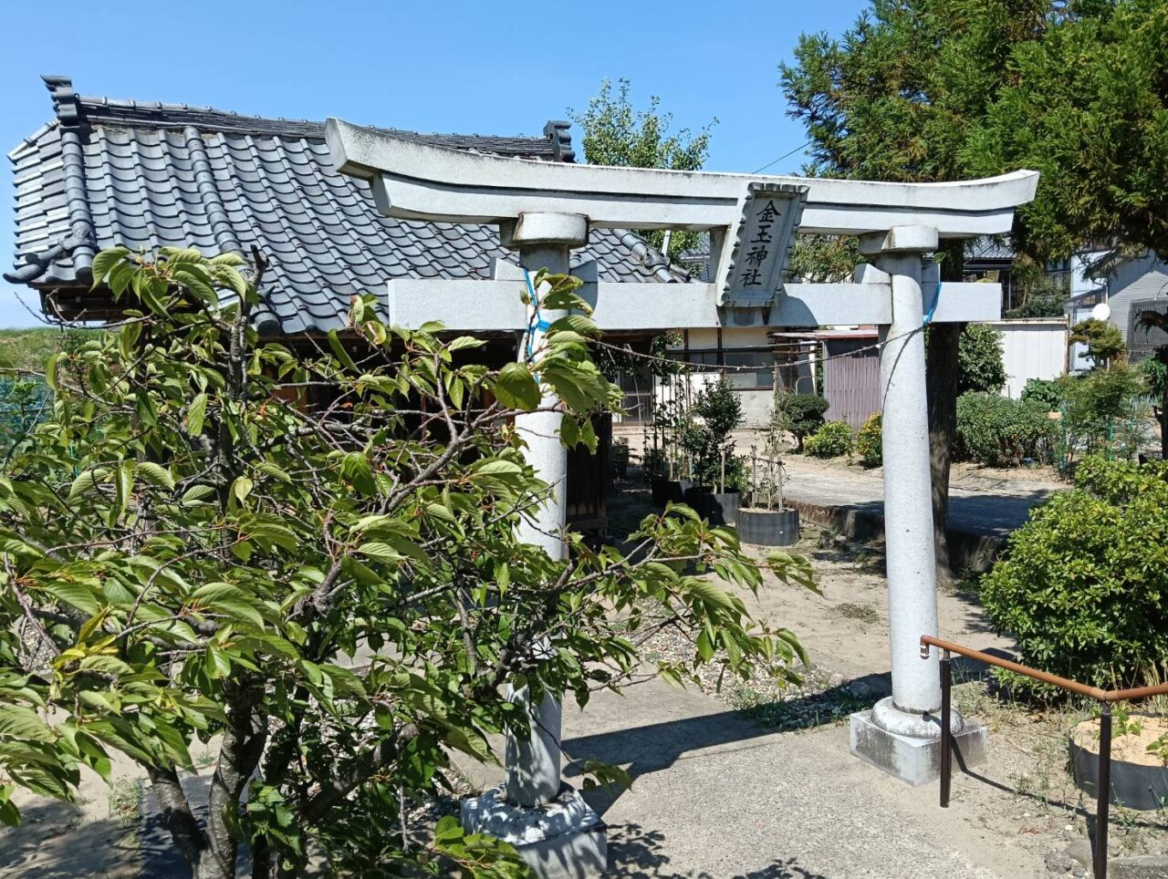 金玉9月