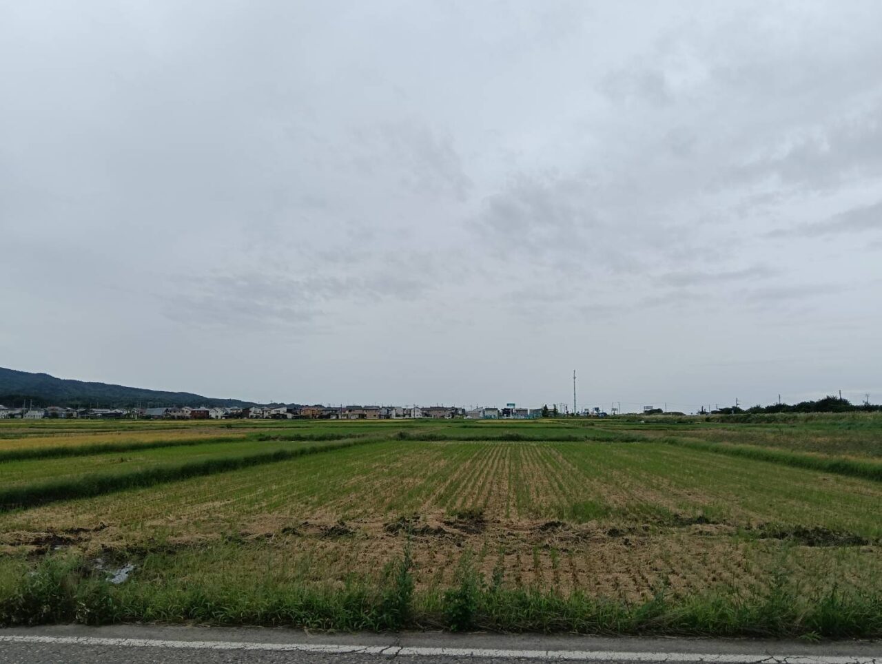 秋葉稲刈り２０２５