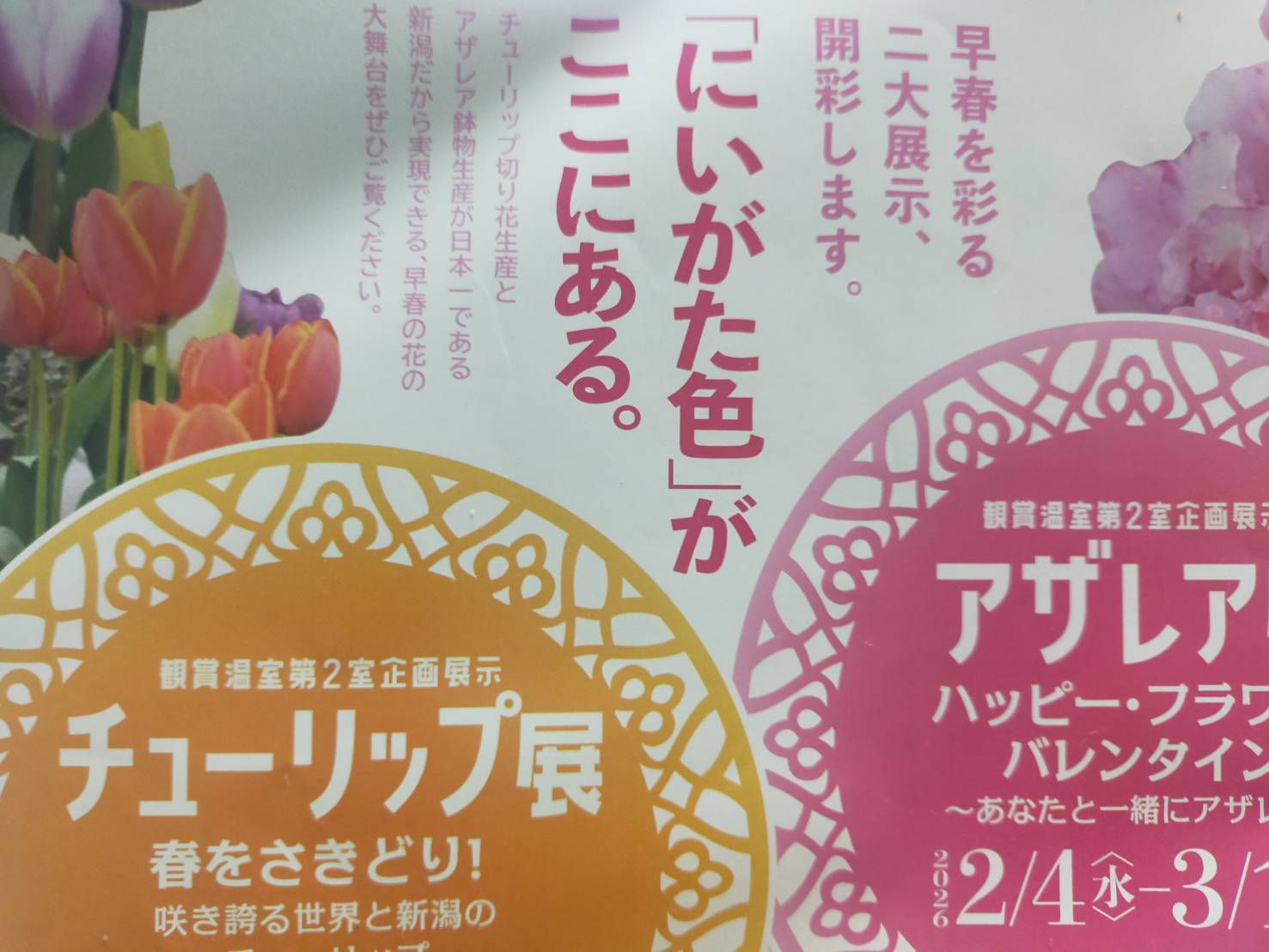 チューリップ2603