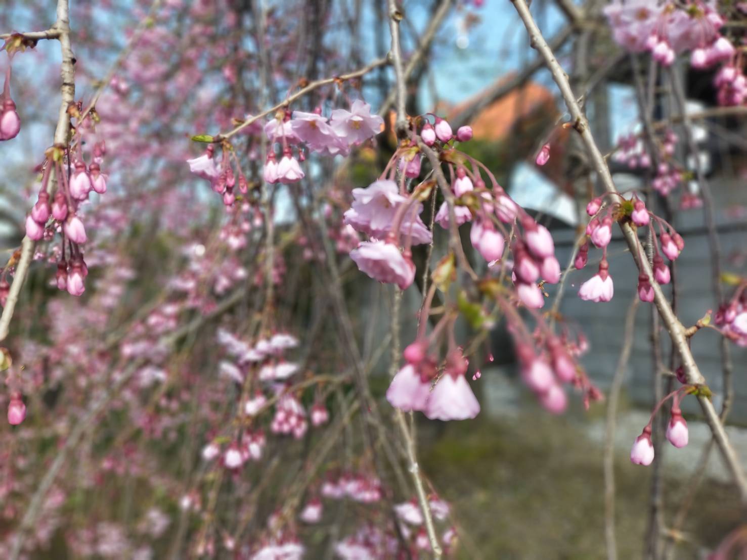 月潟桜26