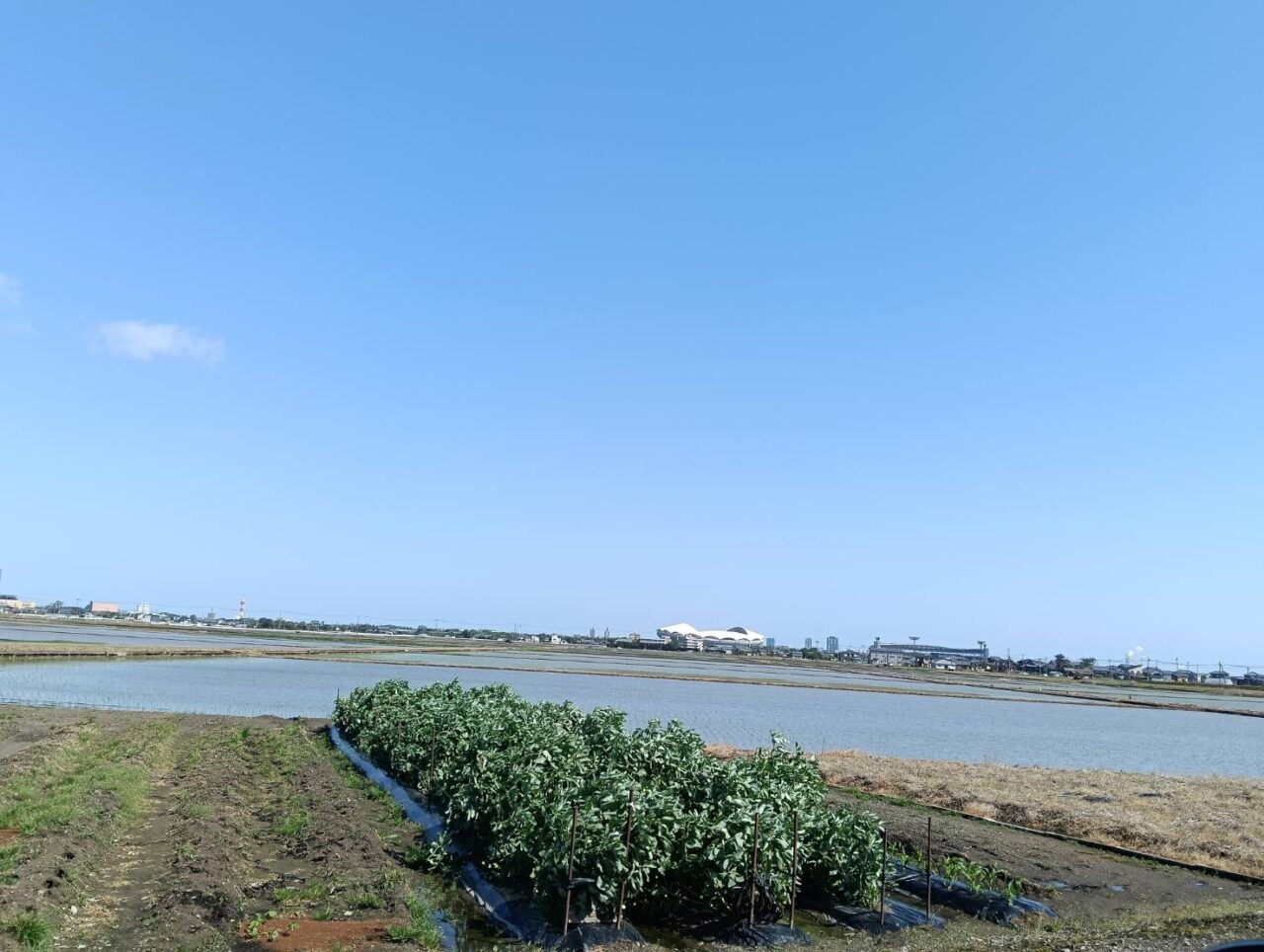 田植え26