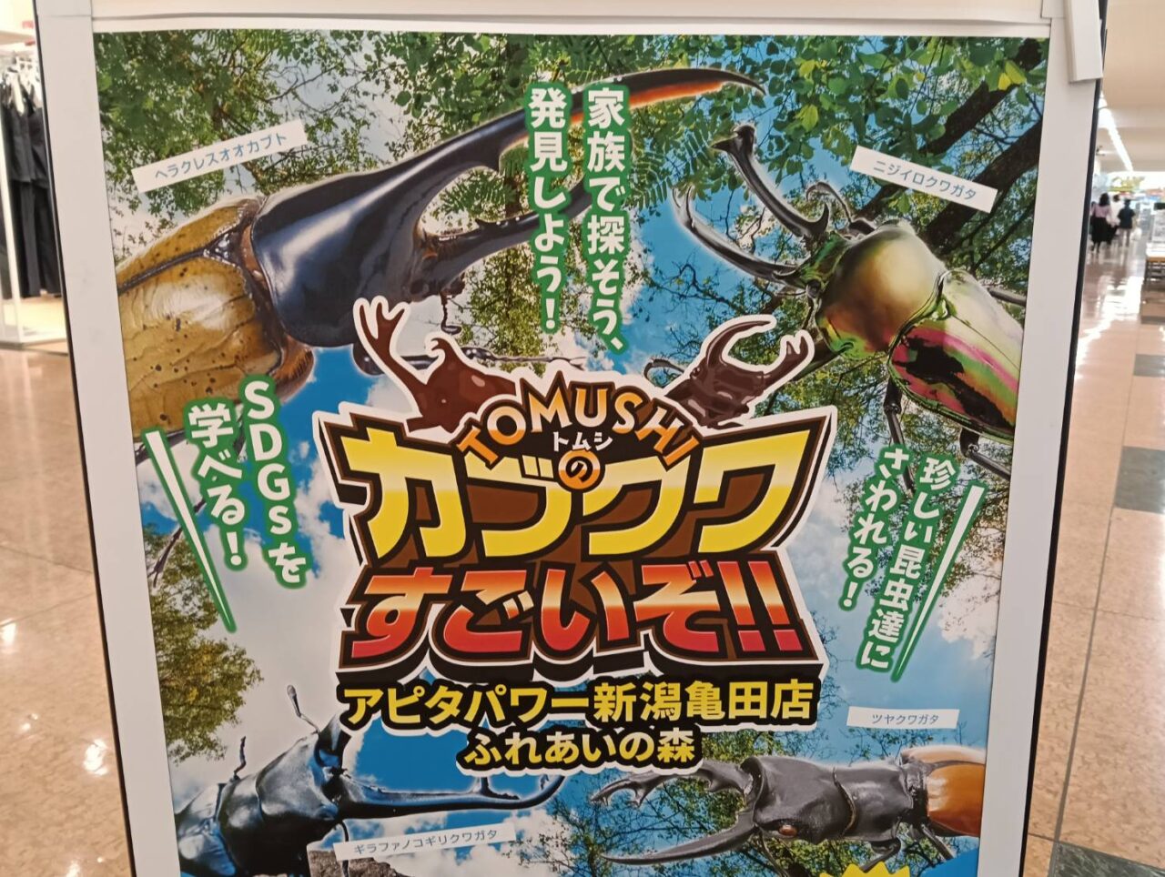 アピタクワカブ26