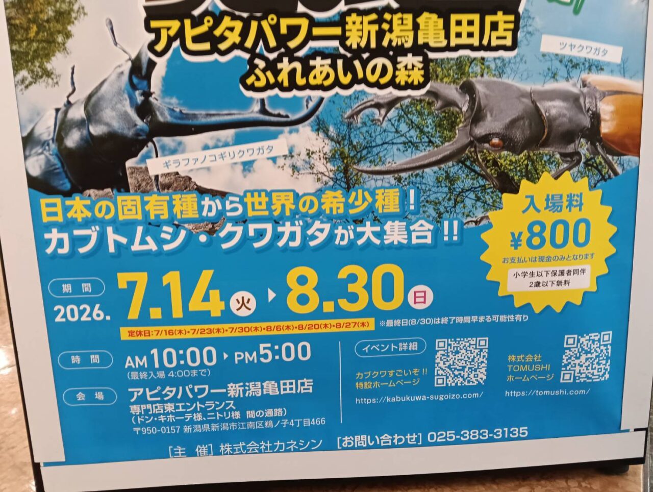 アピタクワカブ26