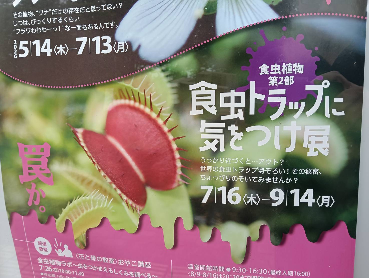 食虫２６