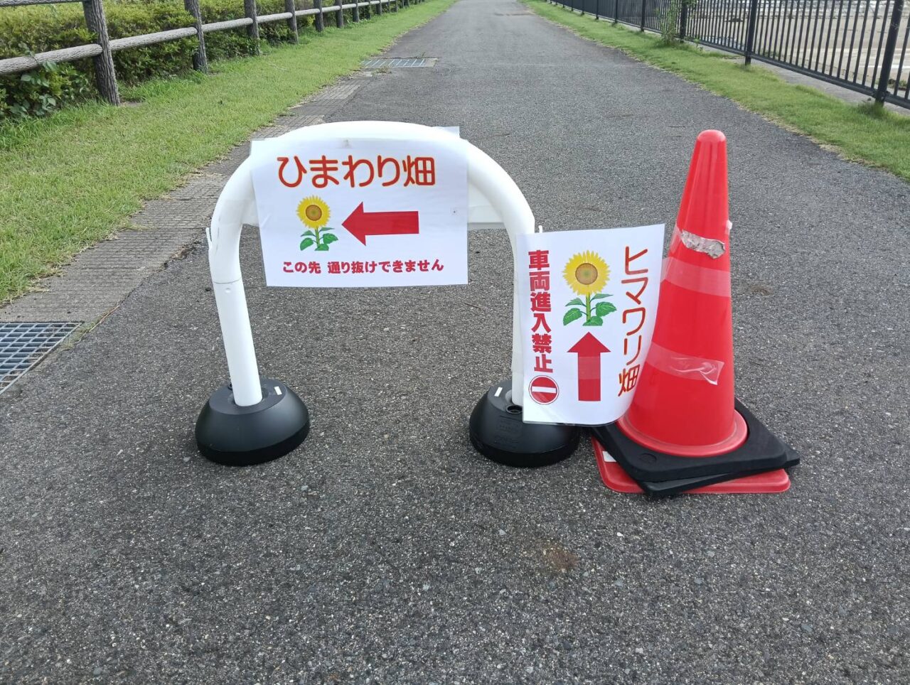 ひまわり２６