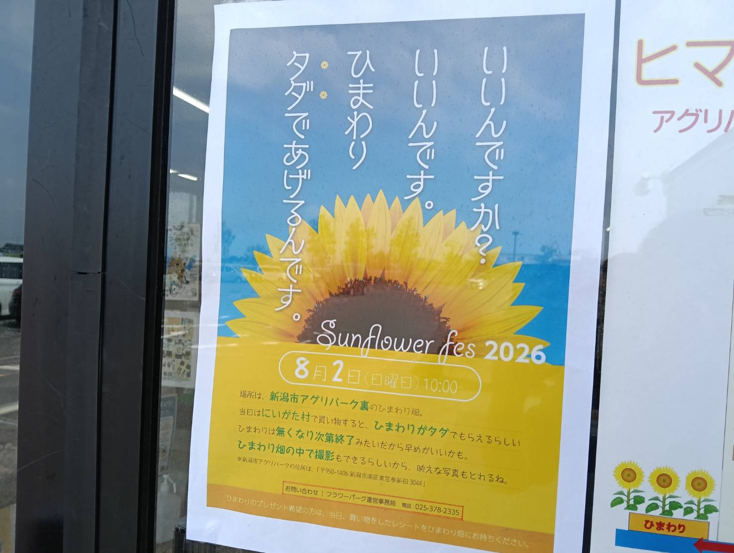 ひまわり26