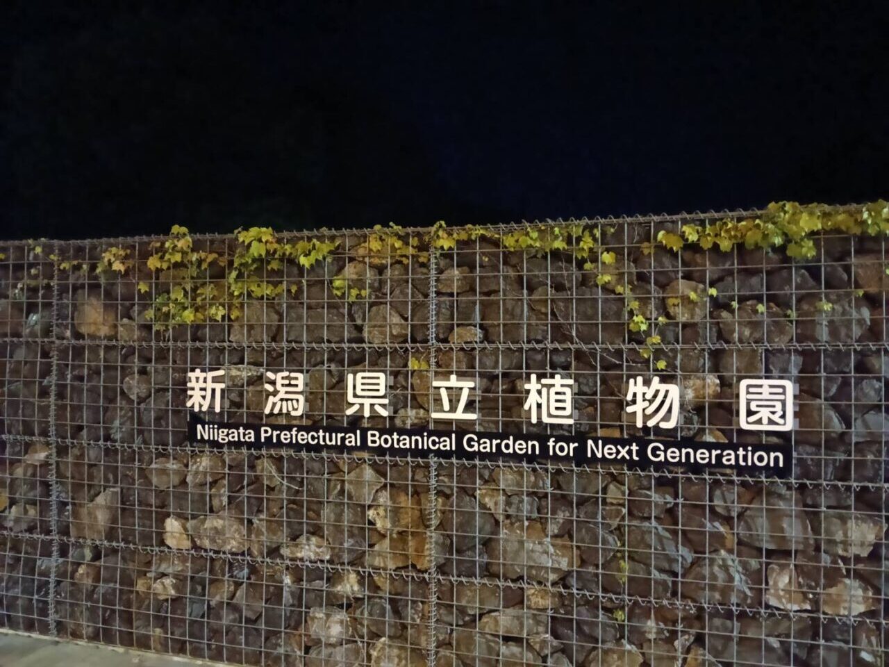 ナイトウィーク２６